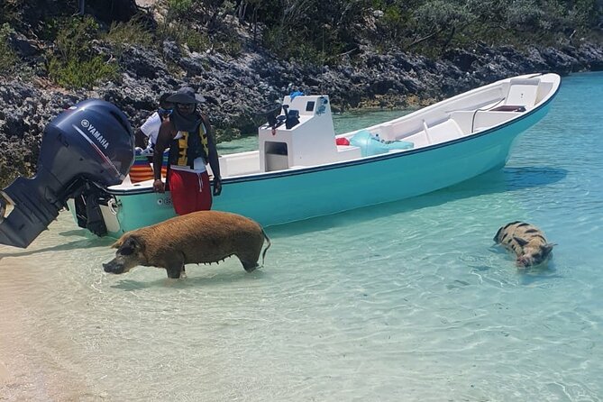 HALF DAY Swiming Pigs and Sharks Tour (Nassau to Exuma by Plane) - Meeting the swimming pigs at Pig Beach