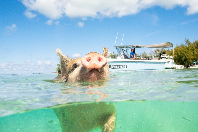 Half Day Swimming Pigs on Rose Island, Snorkeling and Lunch - Sandy Cay, the Gilligan’s Island Photo Stop