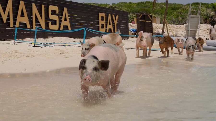 Mansa Bay w/ Swimming Pigs, Banana Boat, JetSki & Snorkeling - From Bahamas Jet Boat to Mansa Bay