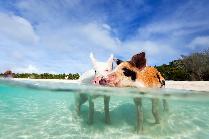 Nas: 3 islands Tour ,snorkel, Turtles, pigs and lunch - Quick points to know before you book