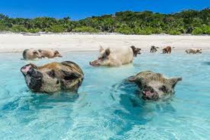 Nas: 3 islands Tour ,snorkel, Turtles, pigs and lunch - Meeting point and timing details that matter