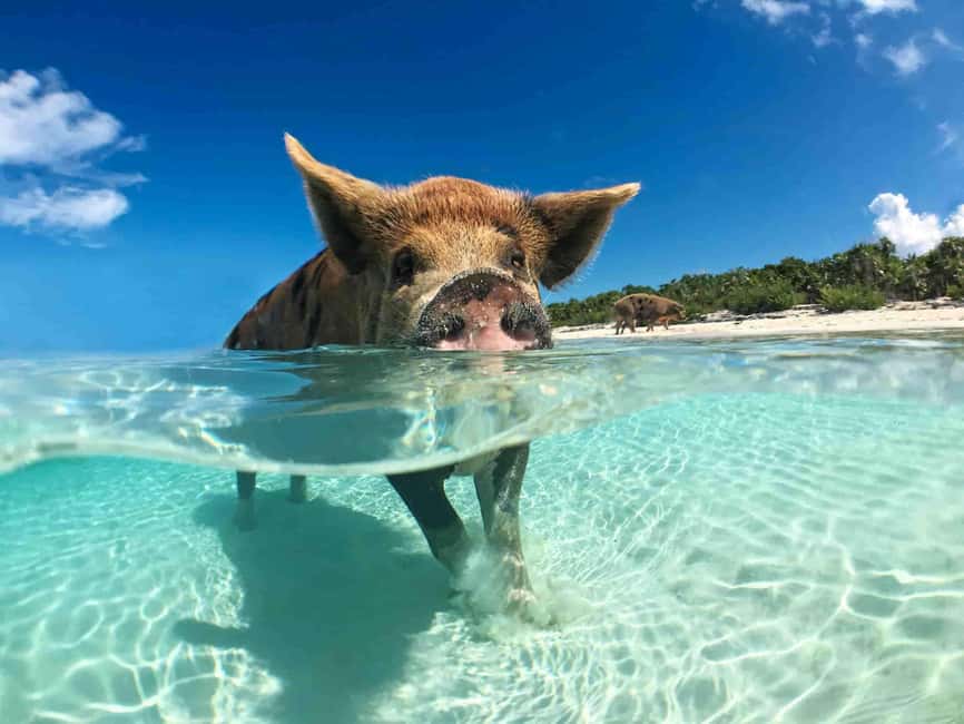 Nassau: 3-Island Snorkel Tour with Pigs, Beach Club, & Lunch - Key things to know before you book