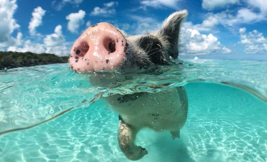 Nassau: 3-Island Snorkel Tour with Pigs, Beach Club, & Lunch - The Nassau boat ride starts the adventure