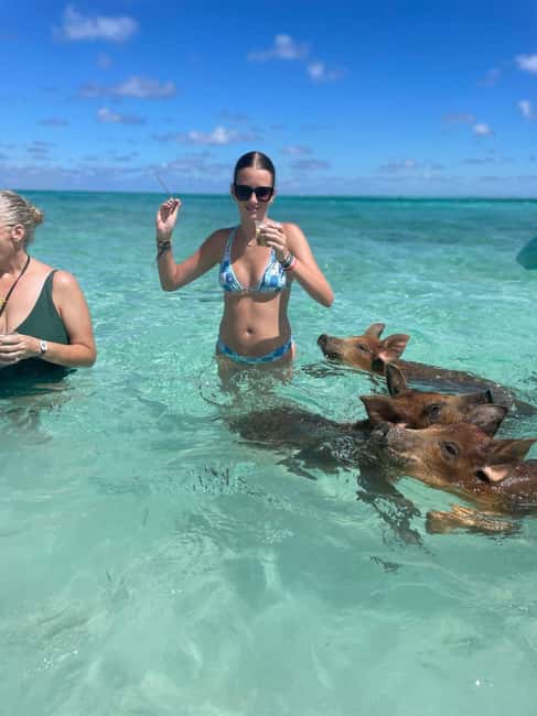 Nassau: 3-Island Snorkel Tour with Pigs, Beach Club, & Lunch - The swimming pigs are fun, but keep expectations sensible