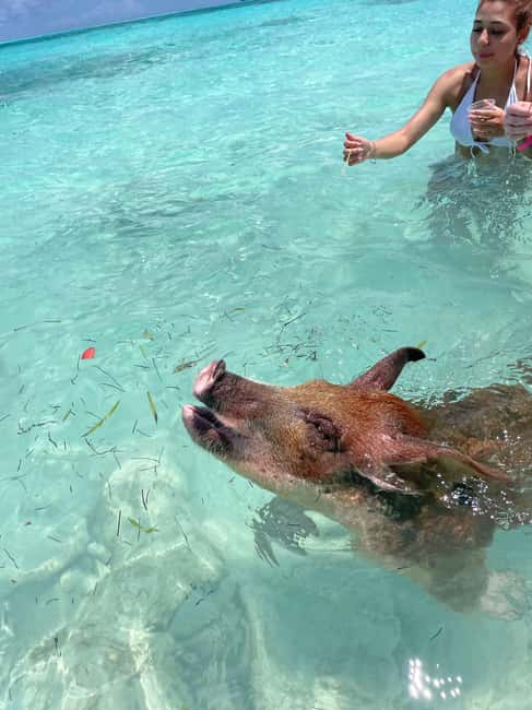 Nassau: 3 Islands Boat w/ Swimming Pigs, Snorkeling & Turtle - Is the $175 price worth it?