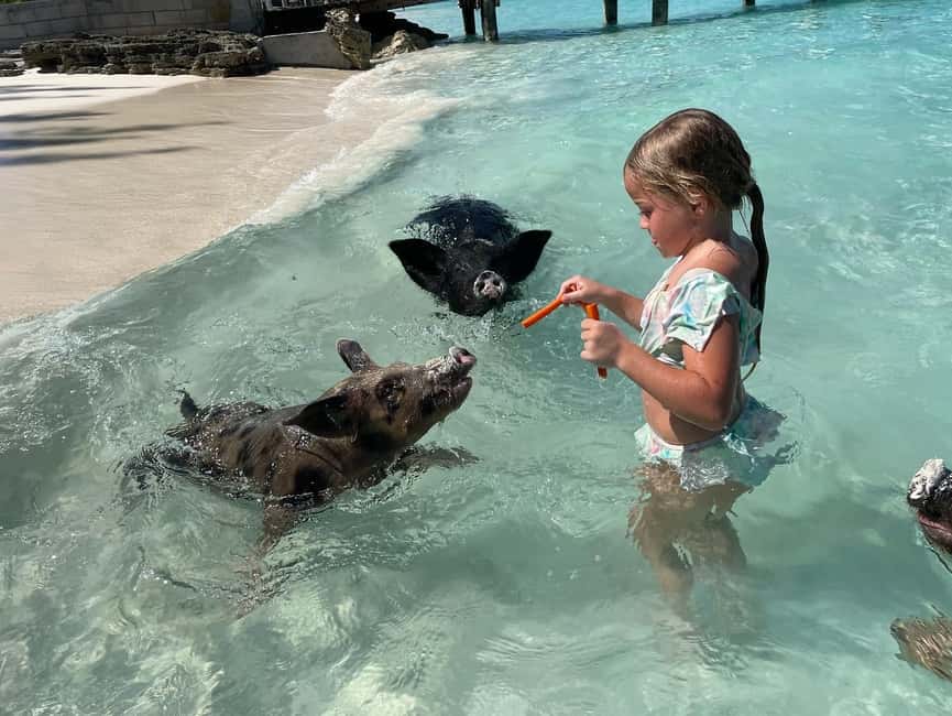 Nassau: 3 Islands Boat w/ Swimming Pigs, Snorkeling & Turtle - A fast boat ride from Nassau