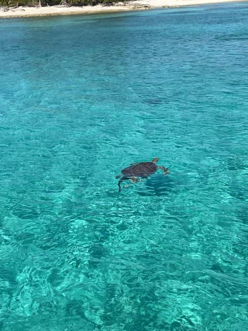 Nassau: 3 Islands Boat w/ Swimming Pigs, Snorkeling & Turtle - Green Cay and the quiet turtle watch