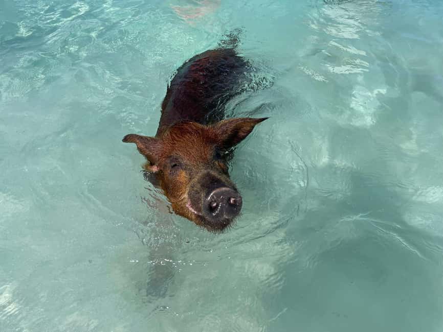 Nassau: 3 Islands Boat w/ Swimming Pigs, Snorkeling & Turtle - Lunch, beach time, and the extra cost