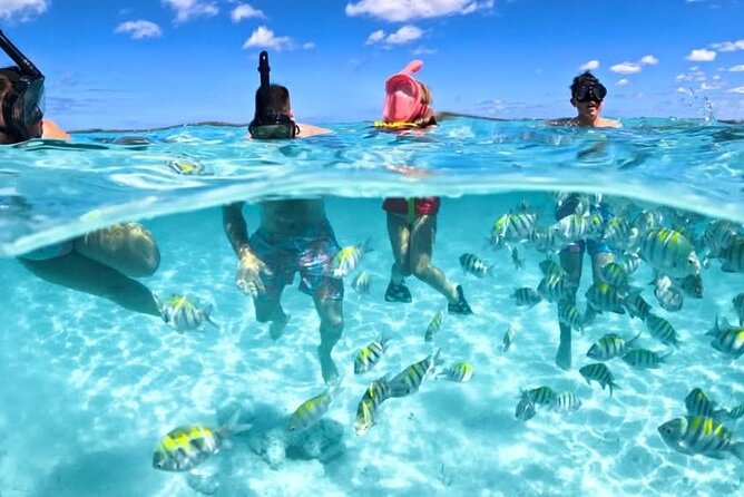 Nassau: 3 islands Pigs,Turtles,Snorkel & Beach Club with lunch - Key Things to Know Before You Book