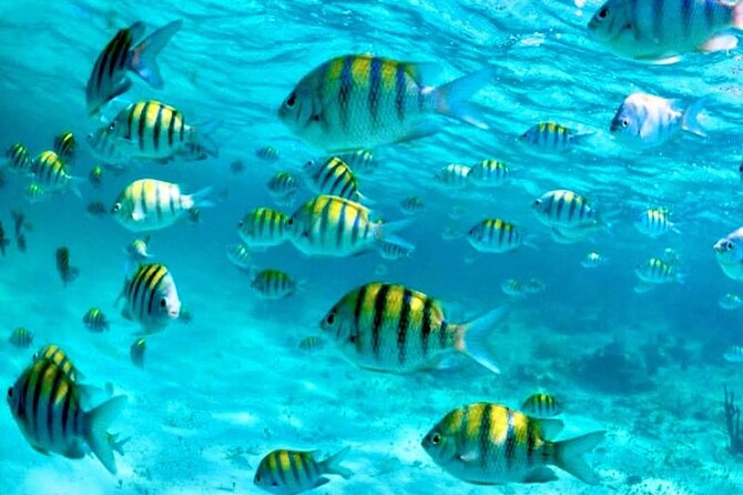 Nassau: 3 islands Pigs,Turtles,Snorkel & Beach Club with lunch - Green Turtle Cay: The Best Stop for Wildlife
