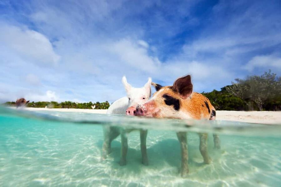 Nassau: 3 Islands Tour, Snorkel, Pig Beach, Turtles & Lunch - Key points at a glance