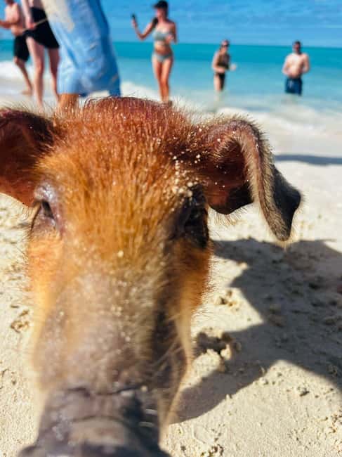 Nassau: 3 Islands Tour, Snorkel, Pig Beach, Turtles & Lunch - What this four-hour Nassau trip really includes