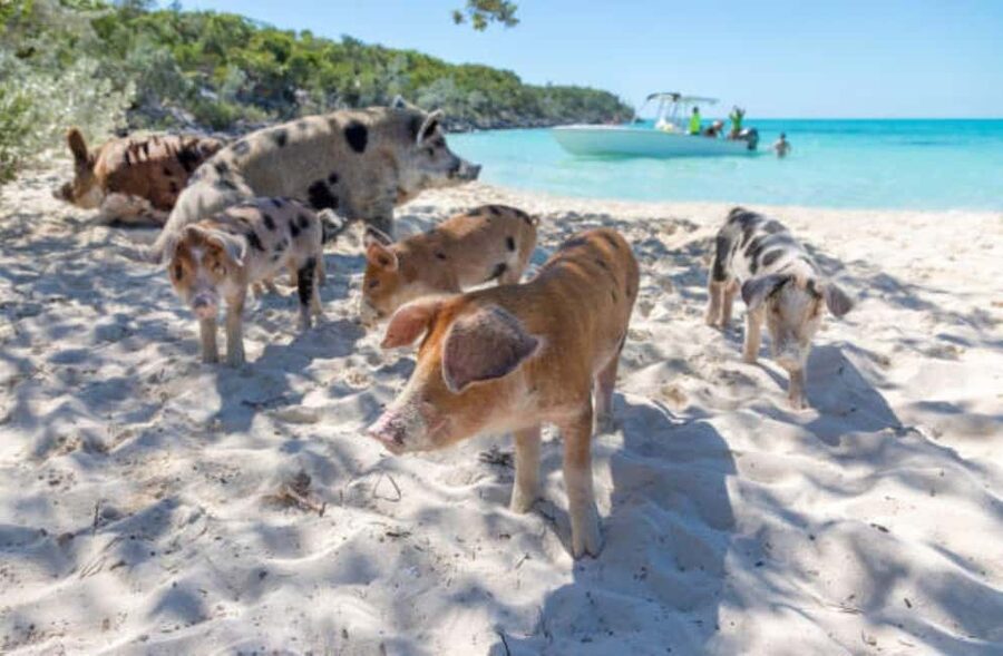 Nassau: 3 Islands Tour, Snorkel, Pig Beach, Turtles & Lunch - The boat ride is part thrill, part transportation
