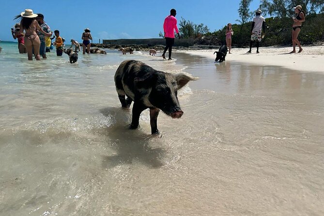 Nassau 3-stops: Snorkeling, Swimming Pigs, Turtles & Lunch - From Montagu Beach to open Bahamian water