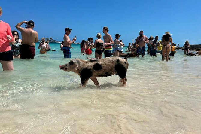 Nassau 3-stops: Snorkeling, Swimming Pigs, Turtles & Lunch - Pig Beach, with an honest look at the animal encounter