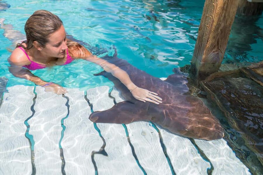 Nassau: Discover Exuma Island Hopping and Swimming Pigs Tour - Five moments that define the day