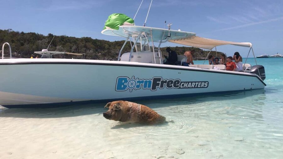 Nassau: Discover Exuma Island Hopping and Swimming Pigs Tour - Big Major’s Cay and Pig Beach