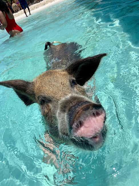 Nassau: Discover Exuma Island Hopping and Swimming Pigs Tour - Allen’s Cay and the Exuma Rock Iguanas