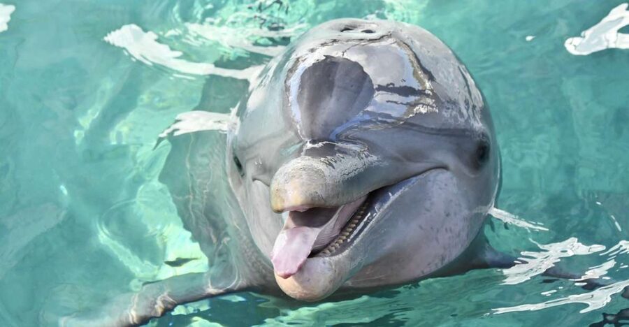 Nassau: Half-Day Guided Cay Cruise, Sea Life Watch & Snorkel - Four things to know before you book
