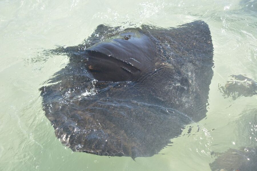 Nassau: Half-Day Guided Cay Cruise, Sea Life Watch & Snorkel - Pearl Island brings the swimming pigs