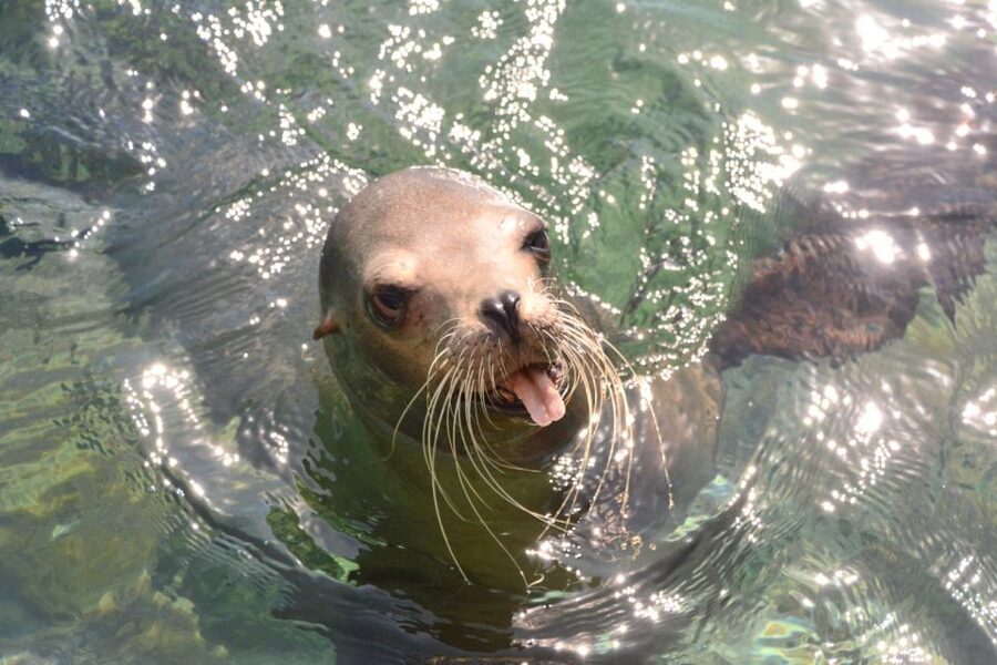 Nassau: Half-Day Guided Cay Cruise, Sea Life Watch & Snorkel - What the small group changes