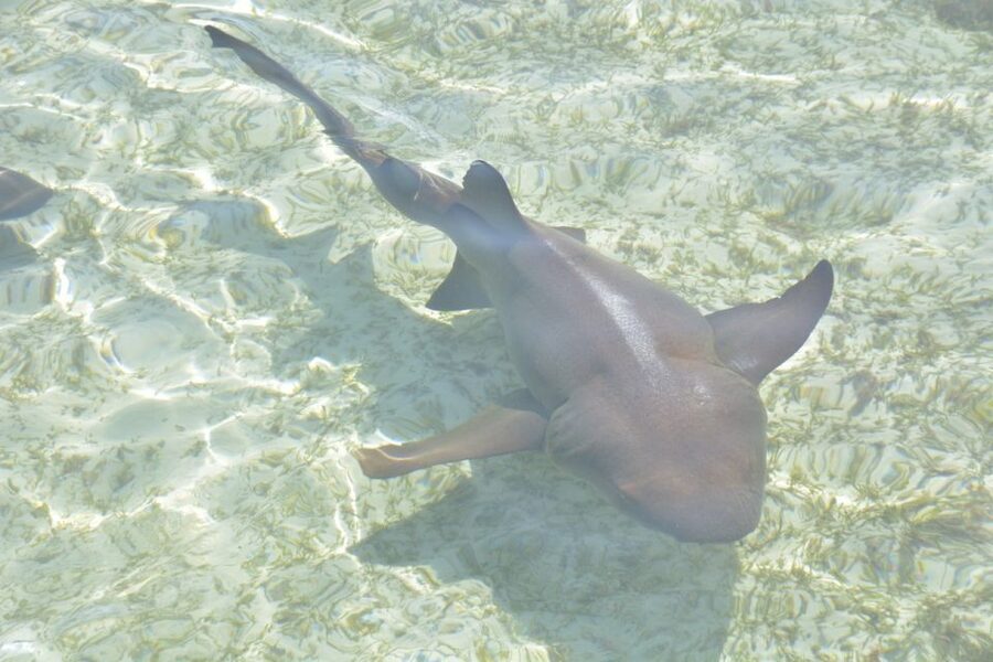 Nassau: Half-Day Guided Cay Cruise, Sea Life Watch & Snorkel - Practical tips for a smoother outing