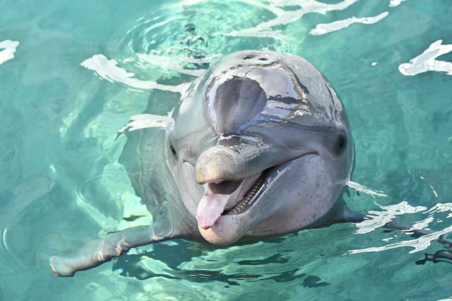 Nassau: Half-Day Guided Cay Cruise, Sea Life Watch & Snorkel - Blue Lagoon Island and the sea-life exhibits