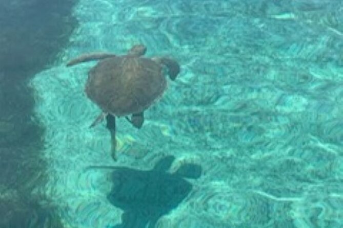 Nassau: Half Day Reef Snorkeling, Turtles & Swimming Pigs - Looking for Turtles in the Bahamian Water