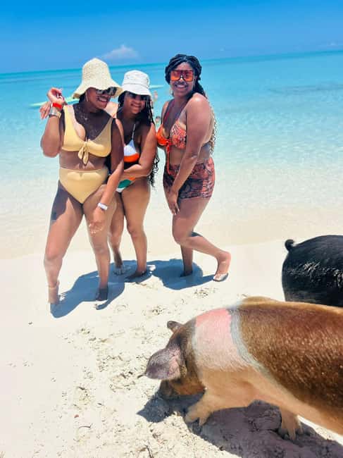 Nassau: Half-Day Swimming Pigs, Reef Snorkel & Beach Club - The Swimming Pigs Question