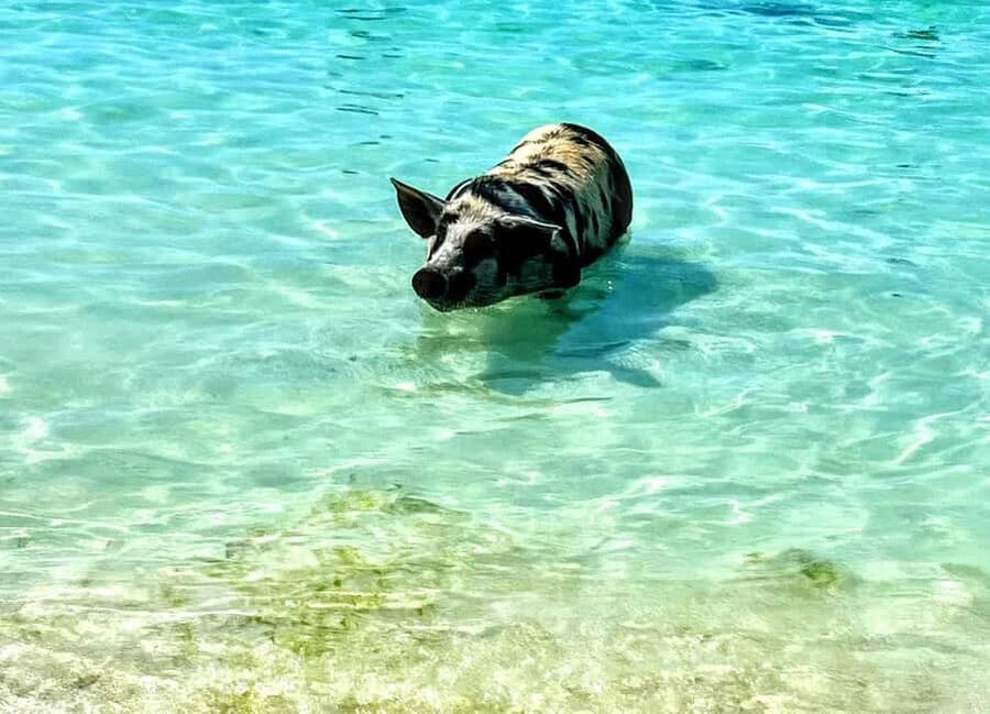 Nassau: Island Hopping Boat Trip with Lunch & Drinks - Gilligan’s Island when the water allows