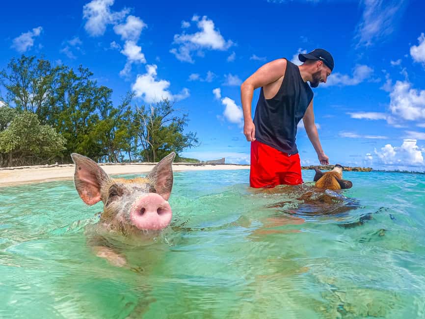 Nassau: Pigs Beach Trip by Boat with Swimming and Feeding - A quick boat ride from Nassau to Athol Island