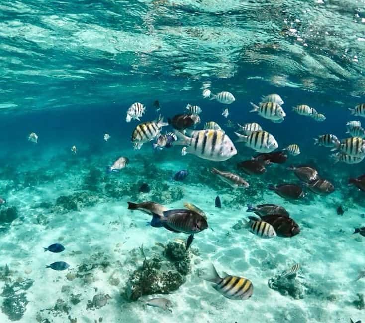 Nassau: Pigs, Snorkel, Turtles, Lunch, Private Beach Club - Who should book this Nassau excursion?