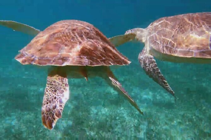 Nassau: Private Island & Snorkeling, Turtles, Drinks, & BBQ - Rose Island Retreat and the long beach break