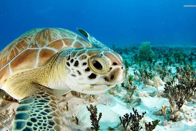 Nassau: Private Island & Snorkeling, Turtles, Drinks, & BBQ - Snorkeling at Pearl Island Reef