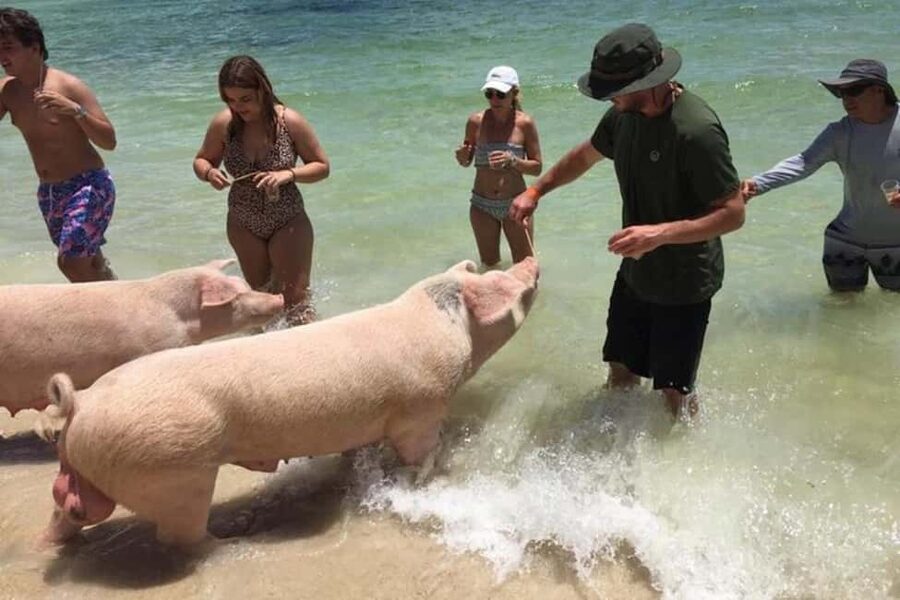 Nassau: Private Swim with Pigs and Snorkeling Adventure - Key points at a glance