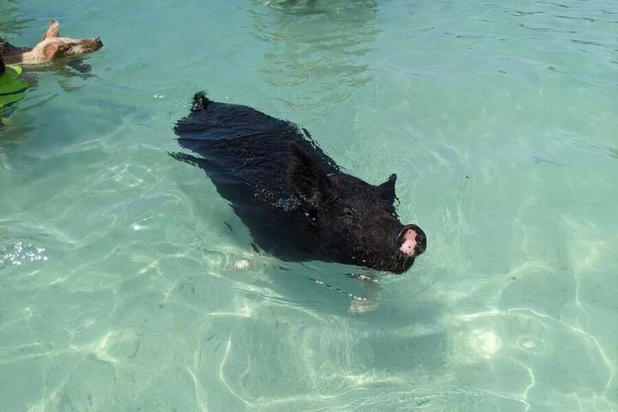 Nassau: Private Swim with Pigs and Snorkeling Adventure - What the $850 price really gets you
