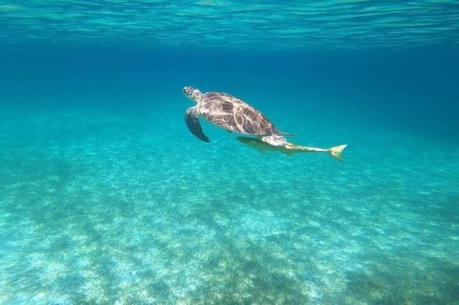 Nassau: Private Swim with Pigs and Snorkeling Adventure - Coral reefs and a large crowd of fish