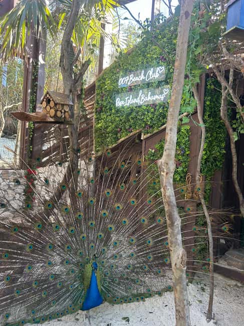 Nassau: Reef Snorkeling, Turtles, Lunch & Private Beach Club - What to bring and what to leave behind