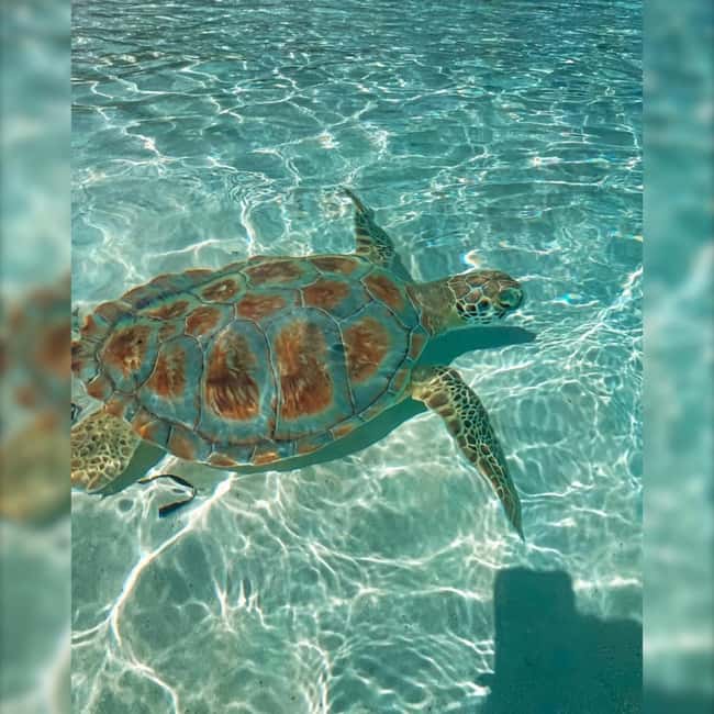 Nassau: Rose 3-Island Tour with Snorkeling and Lunch - Timing, pace, and who should book