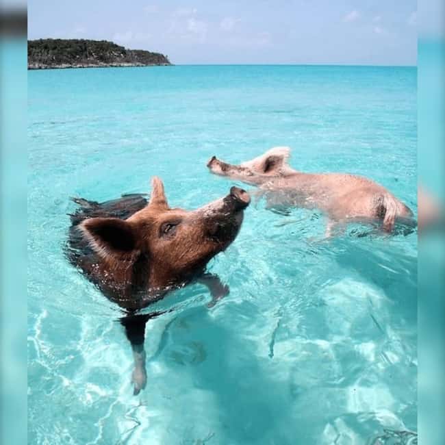 Nassau: Rose 3-Island Tour with Snorkeling and Lunch - Athol Island and the swimming pigs