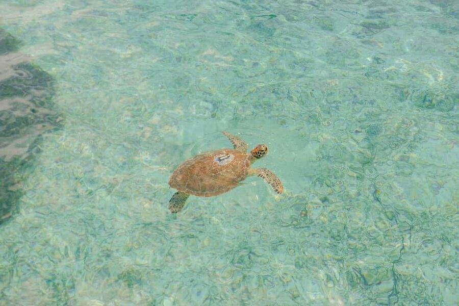 Nassau: Rose Island's Sand Dollar Beach Resort - Food, Drinks, and the Real Cost of the Day