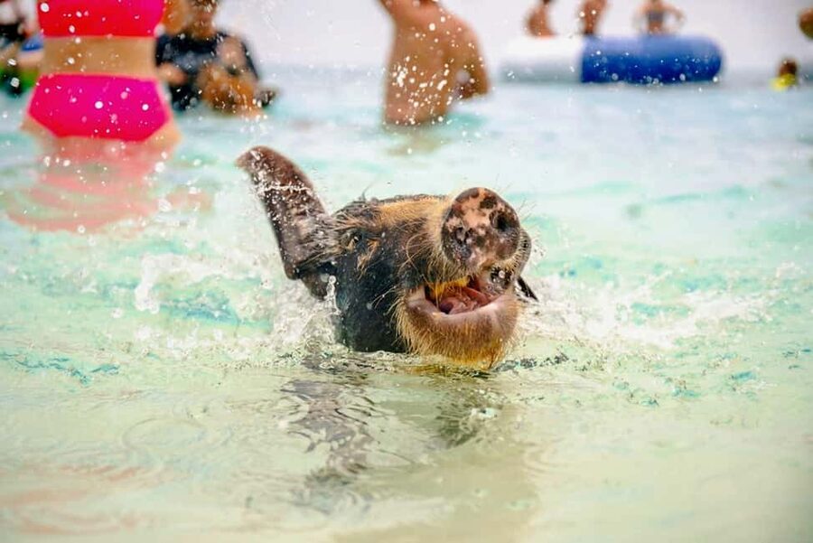 Nassau: Rose Island Swimming Pigs and Beach Day Group Tour - Five Things to Know Before You Go