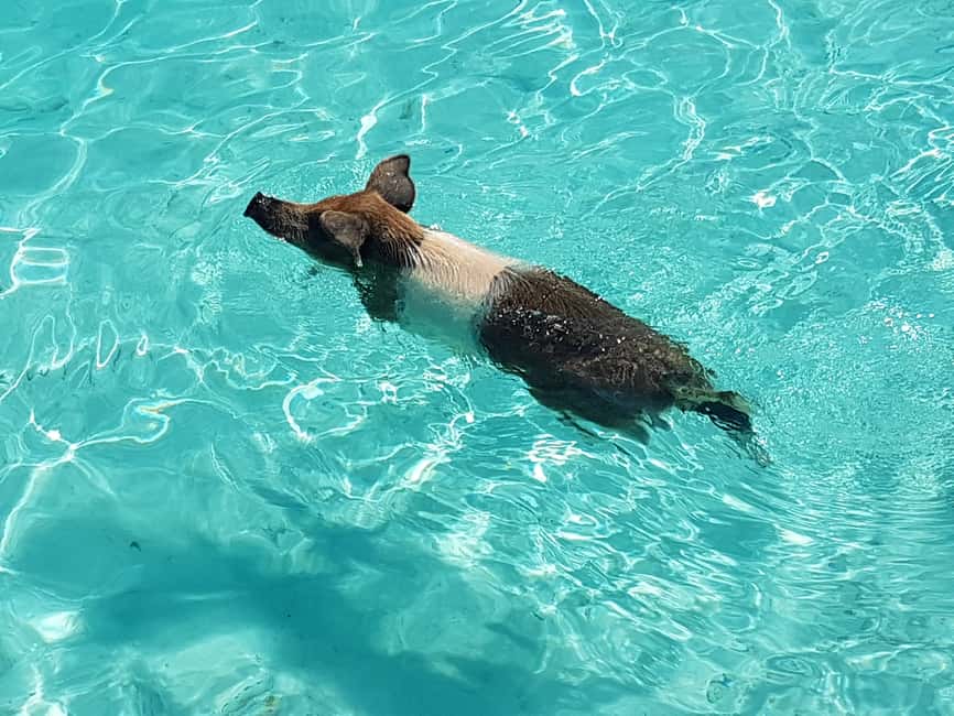 Nassau: Rose Island Swimming Pigs & Turtles Snorkeling Tour - Rose Island, pigs, turtles, and three island stops