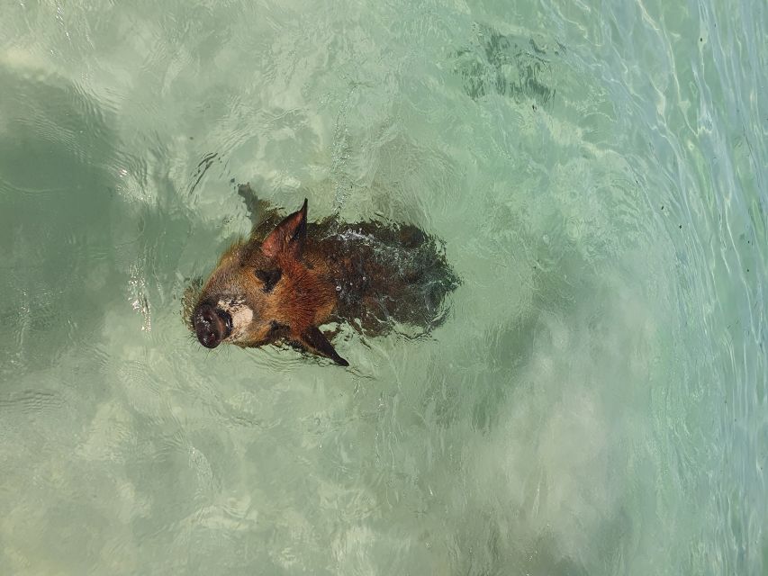 Nassau: Rose Island Swimming Pigs & Turtles Snorkeling Tour - Who should book this Nassau excursion?