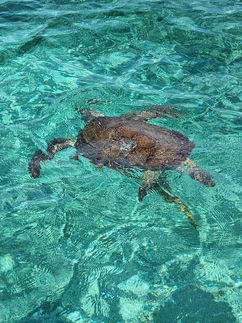 Nassau: Rose Island Swimming Pigs & Turtles Snorkeling Tour - Rose Island and the swimming pigs