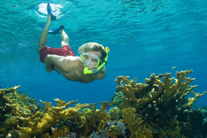 Nassau Shore Excursion: Bahamas Snorkel Adventure - Quick takeaways from the Bahamas snorkel trip