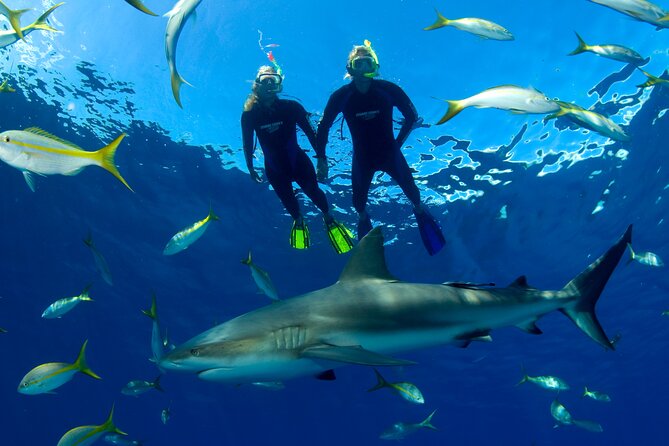 Nassau Shore Excursion: Bahamas Snorkel Adventure - Stop three: the shark encounter