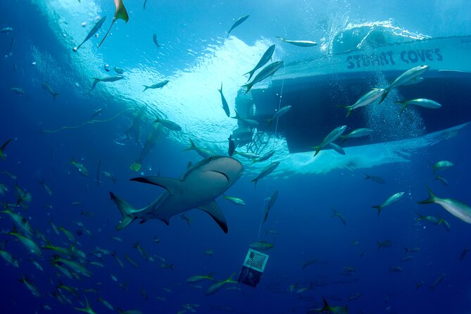 Nassau Shore Excursion: Bahamas Snorkel Adventure - Group size, boat space, and time in the water
