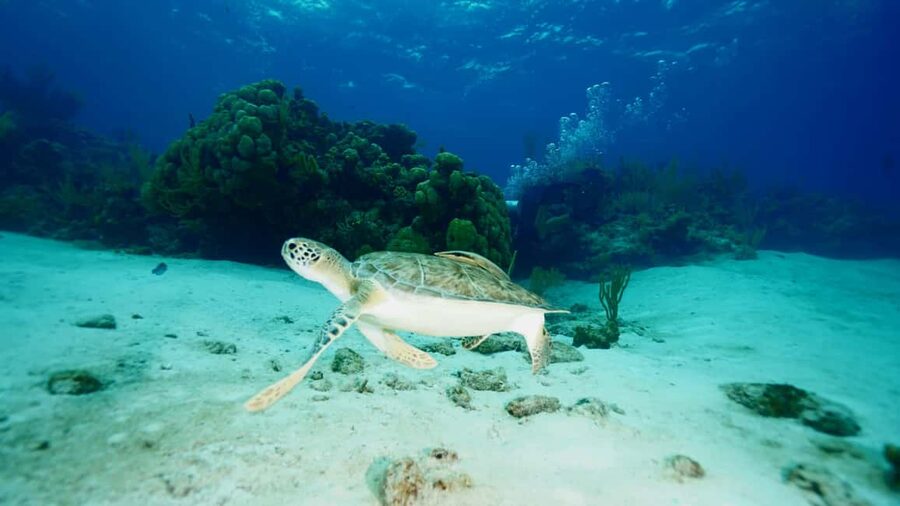 Nassau: Snorkeling, Pig Beach, Swim with Turtles, and Lunch - What the $165 price really covers