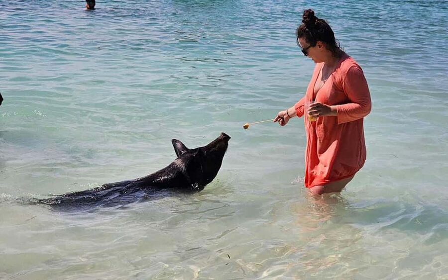 Nassau: Snorkeling, Pig Beach, Swim with Turtles, and Lunch - Starting at Montagu Beach in Nassau